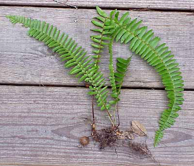 Sword fern plant pulled up to show its roots