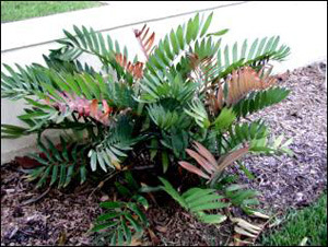 Cardboard plant, Zamia furfuracea