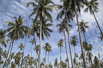 A grove of really really tall coconut palms against a backdrop of blue sky with a few wispy clouds