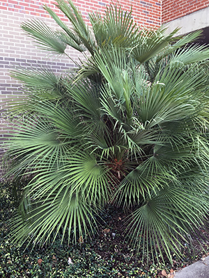 Een struikachtige palm met veel bladeren en geen stam zichtbaar