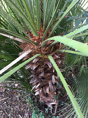 Tronco de palmera de aspecto desaliñado y una vista más cercana de los tallos de las frondas que tienen dientes afilados