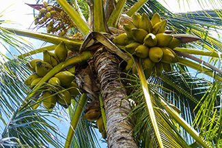 View from under a coconut palm with green fruit in clusters close to the trunk
