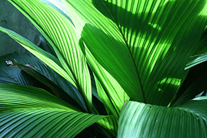Close up of palm leaves