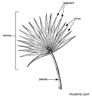 black and white line drawing of a fan-shaped palmate leaf