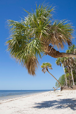 Sunny beach with palm trees