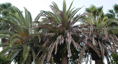 Three palms, the far left one is green and healthy while the center and far right palms have a lot of brown dead fronds