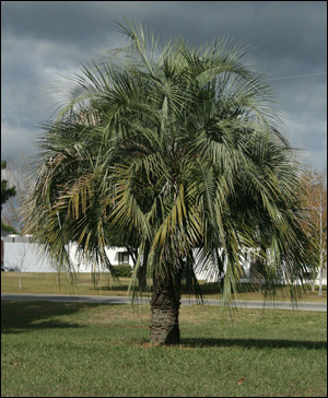 Pindo palm