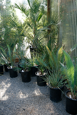 Palm, Identification, Planting & Maintenance