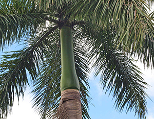 Smooth green top of a palm trunk where fronds start to grow