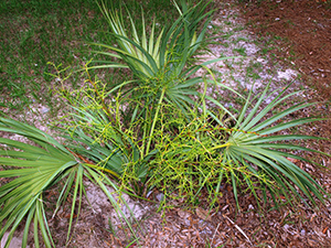 Small palmetto with fronds coming directly out of the ground, no trunk