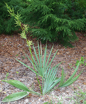 Small green palm frond growing out of the ground, with a tall flower spike