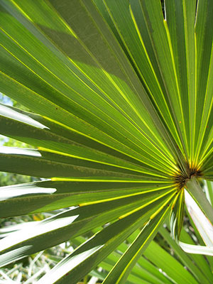 Saw Palmetto Backlit 