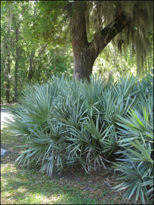 A mass of silver saw palmettos under a tree