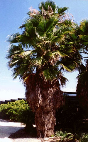 Washington palm tree