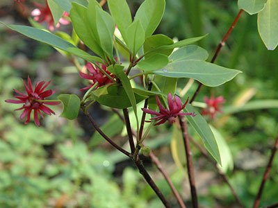 Star anise shrub with small red flowers