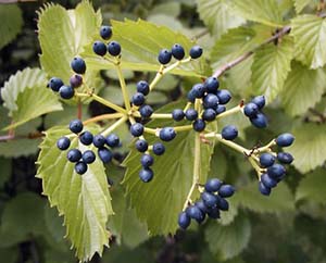 A loose cluster of very small dark blue berries