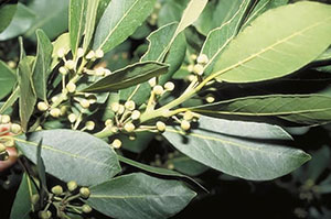 Bay Laurel