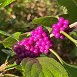 Bright purple berries clusters on stem