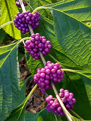 White Beautyberry Plant