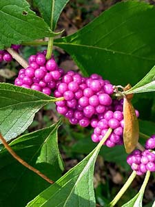 branch with clusters of bright purple berries