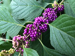 Round clusters of bright purple beautyberries along the stem