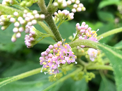 Small pinkish flower clusters on plant