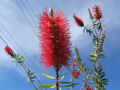 Bottlebrush flower