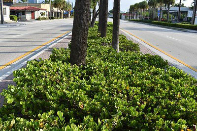 A green shrubby groundcover on a street island with palms