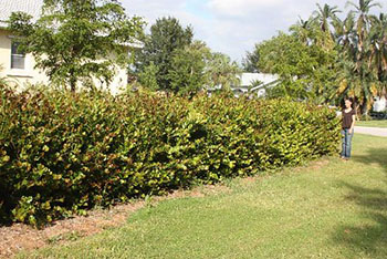 A hedge of cocoplum four to five feet tall with young woman standing next to it for scale