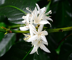A cluster of small white flowers growing directly on the stem of the coffee plant