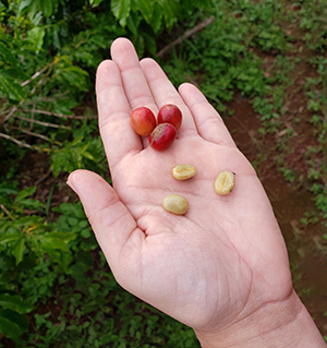 Hand with palm up holding three red coffee cherries and three pale tan coffee beans