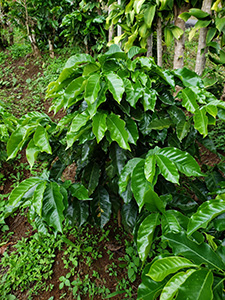 A coffee shrub