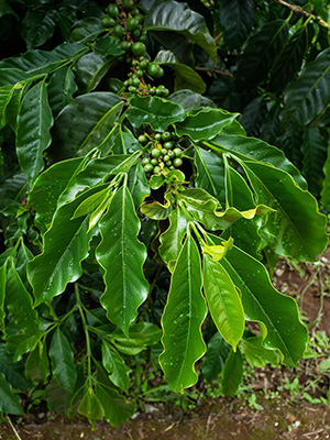 Branch of coffee shrub showing long green leaves with rippled edges and green immature fruits