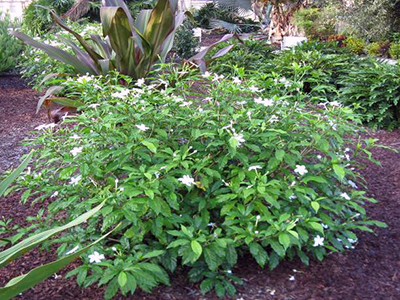 A low growing shrub with green leaves, white flowers, and an open growth habit 
