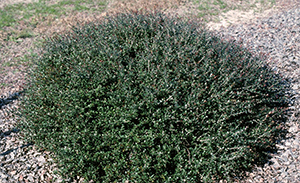 A small rounded mound of a shrub with small dark green leaves