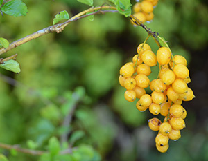 Cluster of small yellow berries handing from a stem much like a bunch of grapes