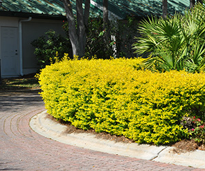 A cicular hedge about waist high with bright yellow leaves inside a circular driveway
