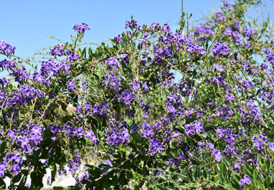 Rangey, tall shrub covered in bright purple flowers