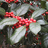 Holly branch with pointy leaves and bright red berries