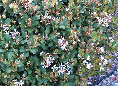 Indian hawthorn shrub with flowers