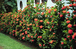 An ixora shrub with bright green leaves and many orange-red flowers