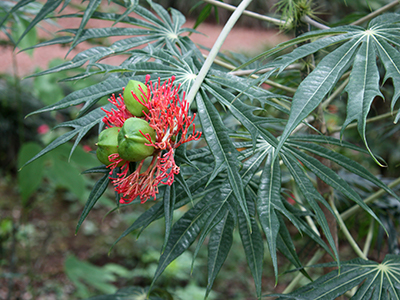 Plants with deeply lobed leaves and a flower resembling orange coral with green nut-shaped fruits