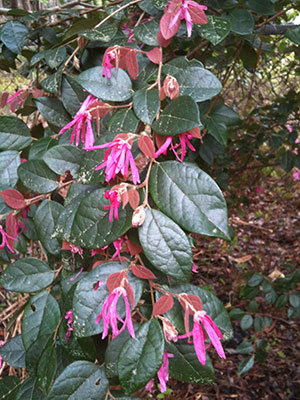 Loropetalum branch with pink flowers