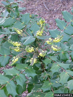 Leatherleaf mahonia with yellow flowers