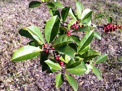 Nellie R. Stevens holly branch with berries