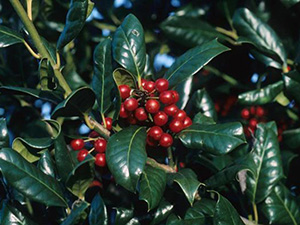 Very traditional looking dark red berries and pointy deep green leaves of a Nellie R. Stevens holly