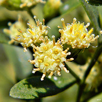 Male saltbush flowers
