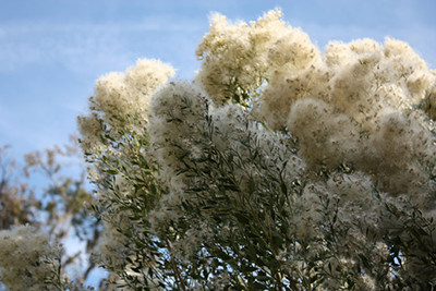 A female saltbush in bloom