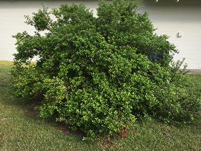 Large Simpson's stopper shrub in October 2016