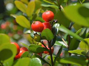 red berries on shrub